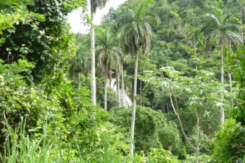 Grüner Dschungel auf Kuba