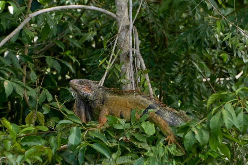 Wilde Tiere im Nationalpark entdecken