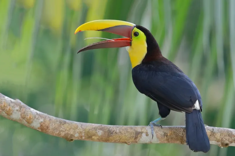 Tukane spotten in Panama