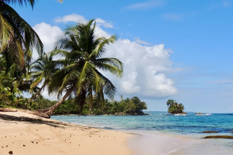 Palmen und Strand in Bocas del Toro
