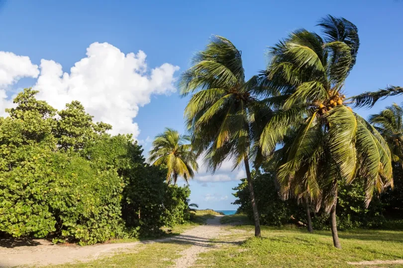 Palmen in Varadero