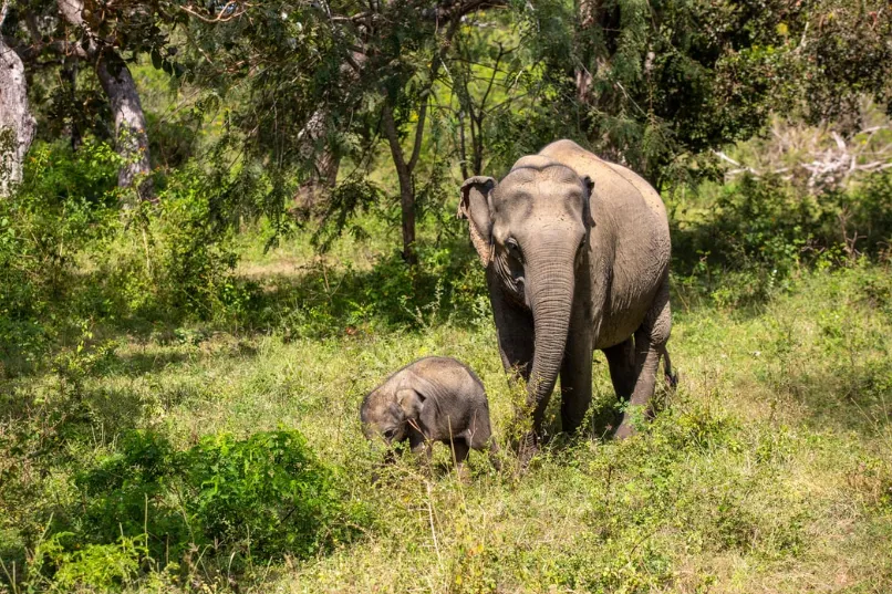 Sri Lanka olifanten Yala Nationaal Park