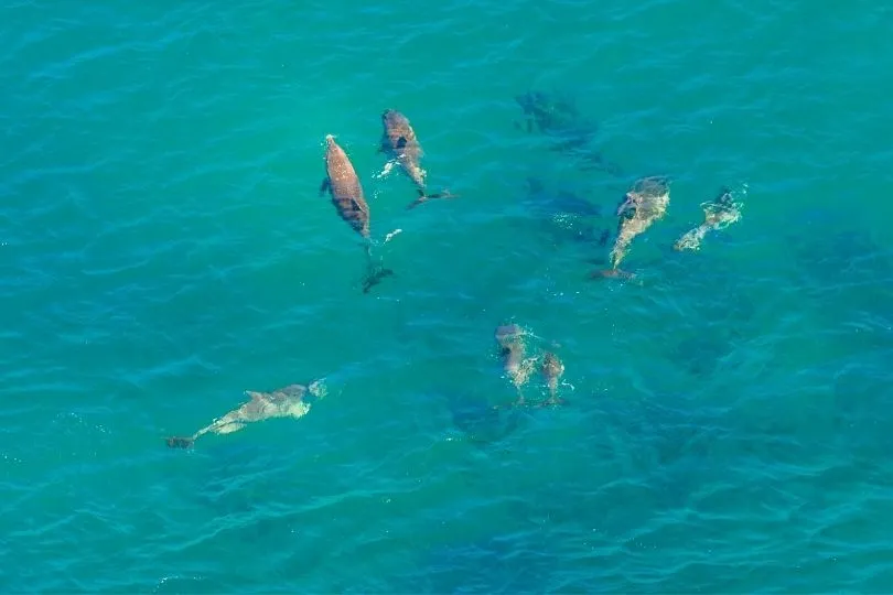Delfine in Südafrika auf der Garden Route