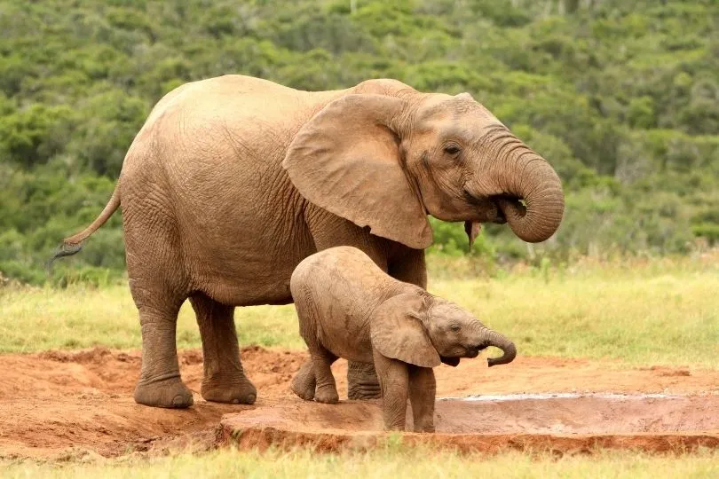 Kinder treffen auf Babyelefanten in Südafrika