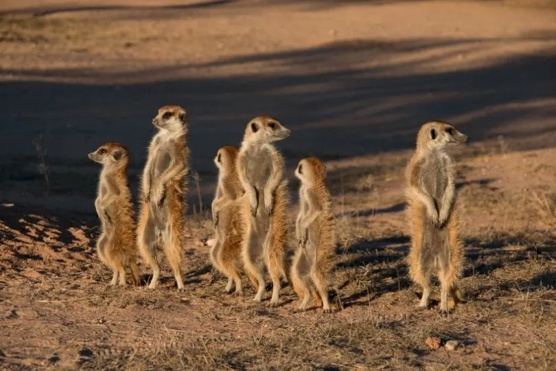 Süß: Erdmännchen in Südafrika