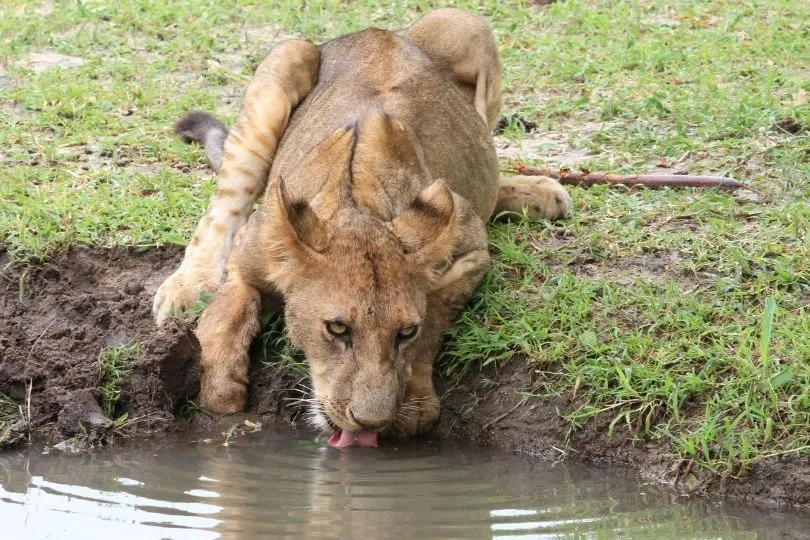 Löwe im Gondwana Game Reserve