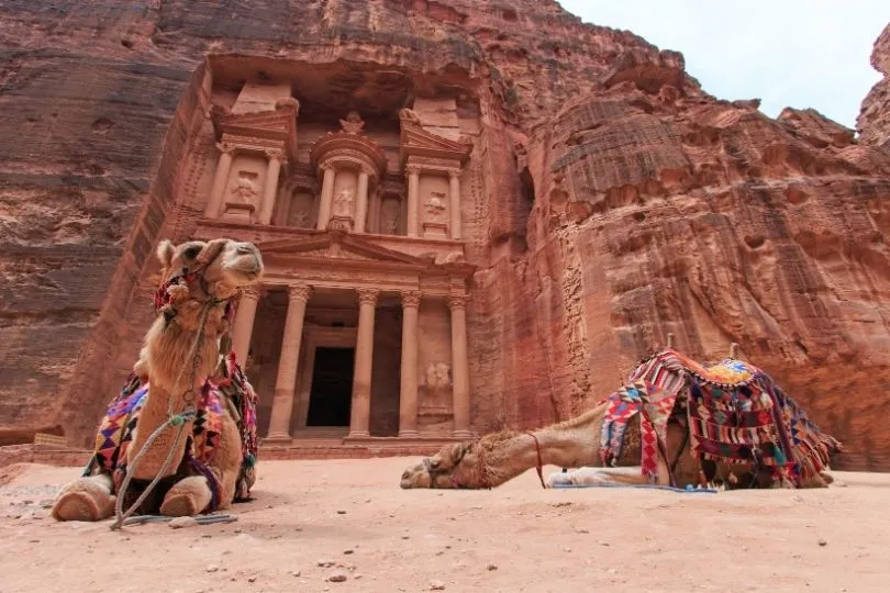 Kamele entspannen in der Felsenstadt Petra