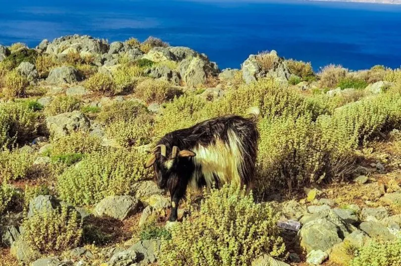 Eine Ziege steht an einer Klippe an der Südküste von Kreta