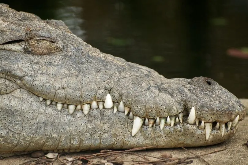 Krokodil in St. Lucia, Südafrika