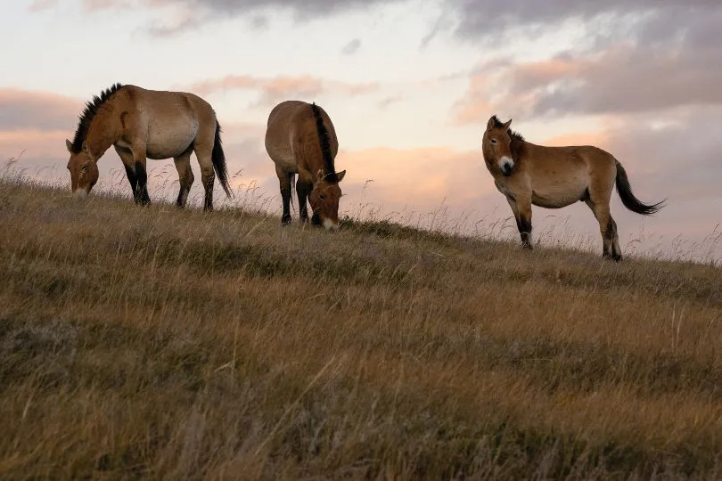 Wilde Pferde grasen in der Mongolei