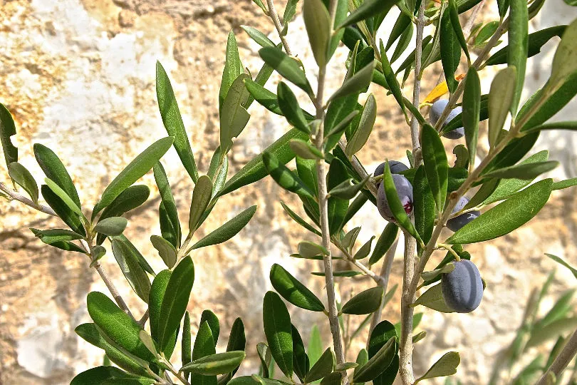 Ein Olivenbaum in Griechenland