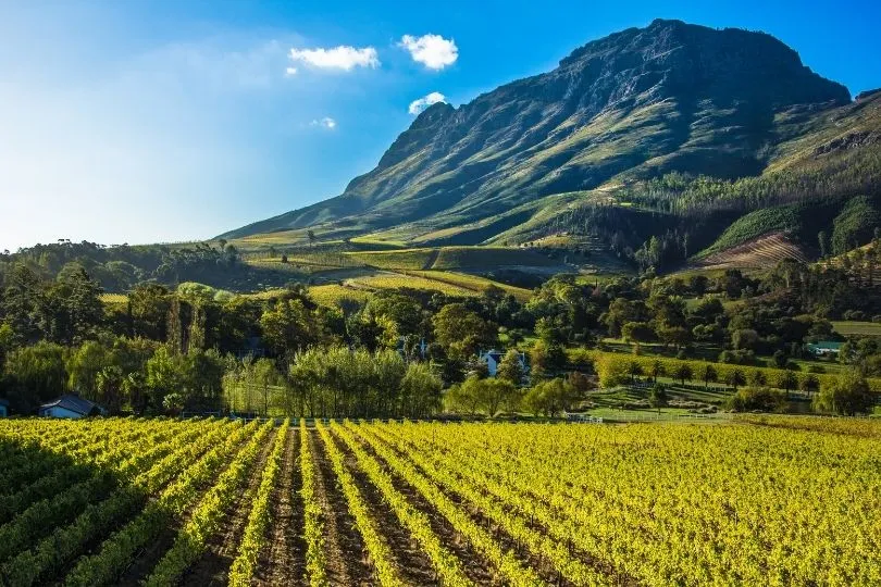 Lokalen Wein in Stellenbosch probieren auf der Südafrika Familienreise