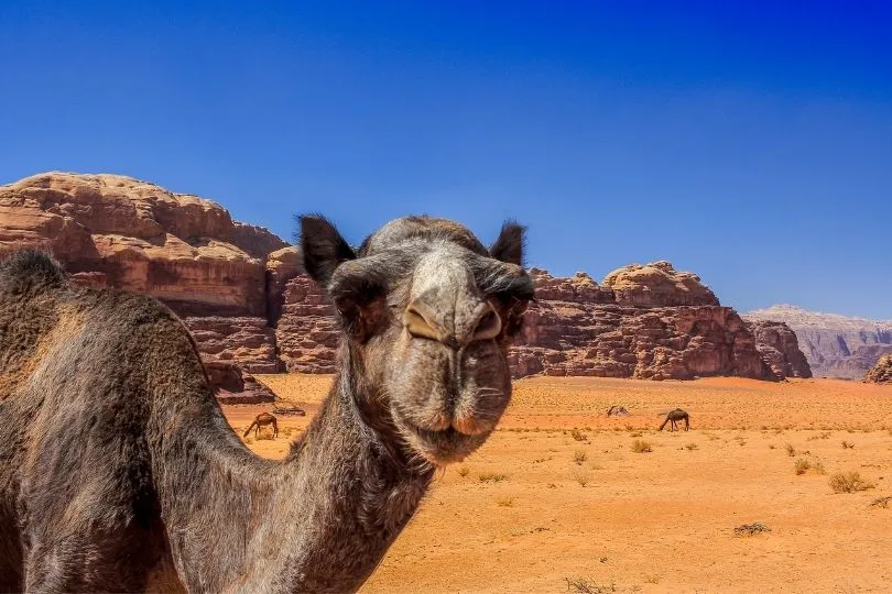 Kinder lieben die süßen Kamele in Jordanien