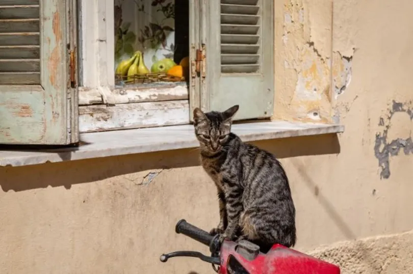 Eine Katze sitzt auf einem Moped in Kreta