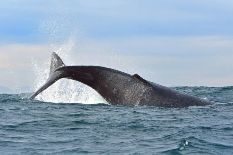 Wale in freier Natur auf der Garden Route