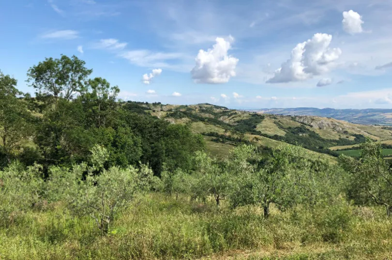 Durch einen Olivenhain auf Kreta wandern