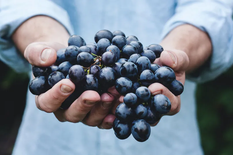 Eine Person hält Weintrauben in der Hand
