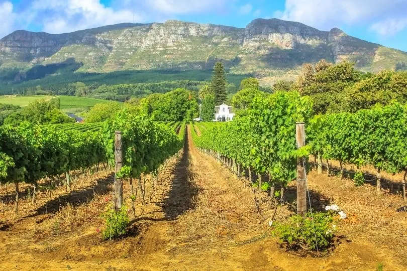 Willkommen in Stellenbosch in der Weinregion bei Kapstadt