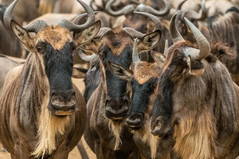 Gnus in der Serengeti