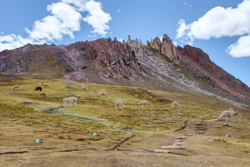 Palccoyo, Alternative zum beliebten Rainbow Mountain und „Alpaka Dreamland“