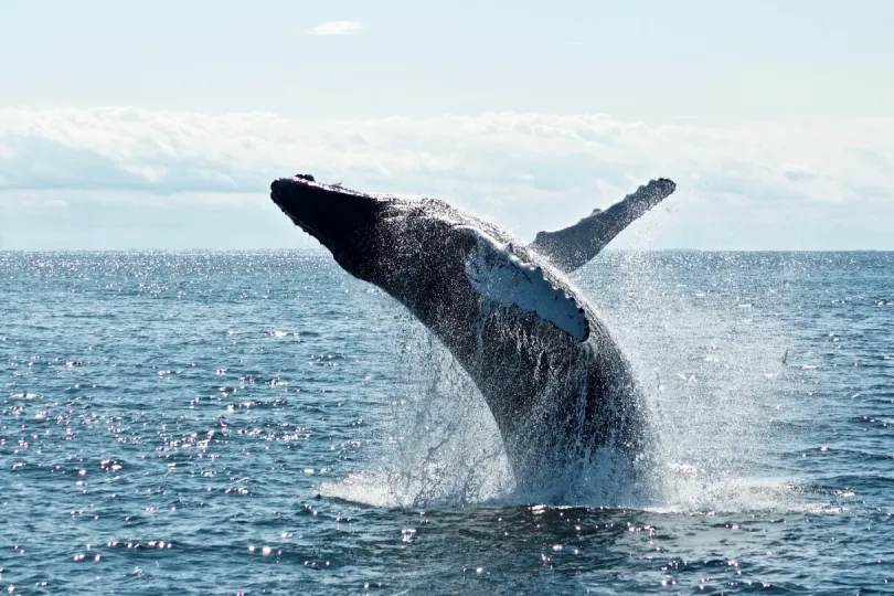 Ein Wal springt aus dem Meer