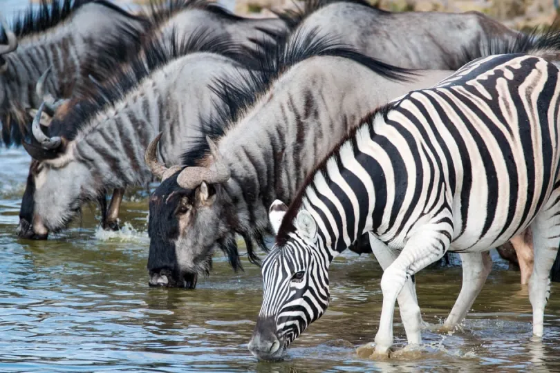 Zebra und Gnus trinken Wasser