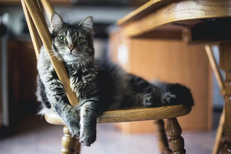Eine Katze sitzt auf einem Stuhl