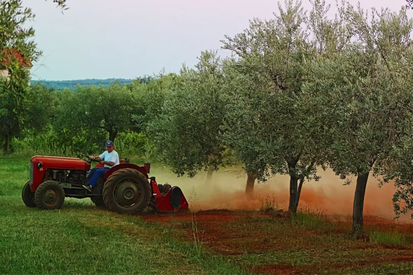 Ein Olivenbauer in Kroatien