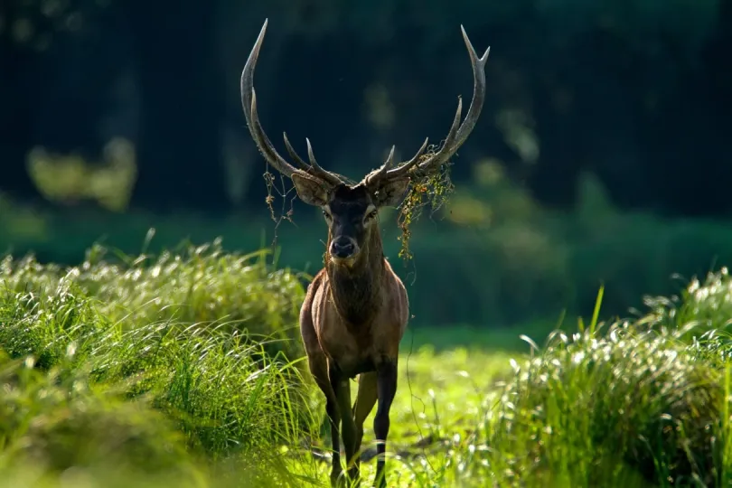 Ein Hirsch in Kroatiens Naturpark Kopacki