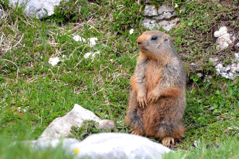 Murmeltiere beim Wandern entdecken