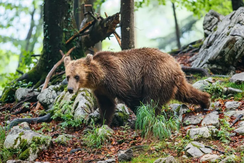 Ein junger Braunbär im slowenischen Wald