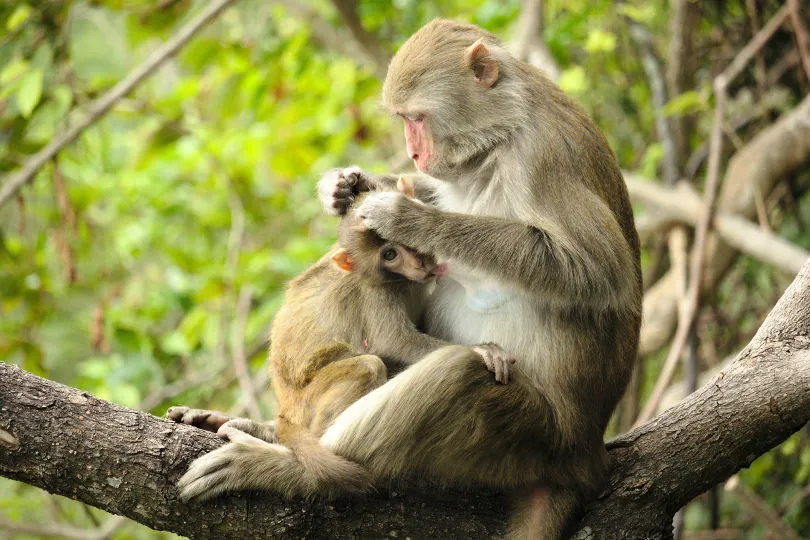 Zwei Affen in einem Baum in Nepal