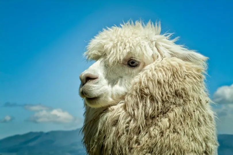 Alpakas in Ecuador sind nicht nur flauschig, sondern mit ihrer Wolle auch Spender für tolle Souvenirs