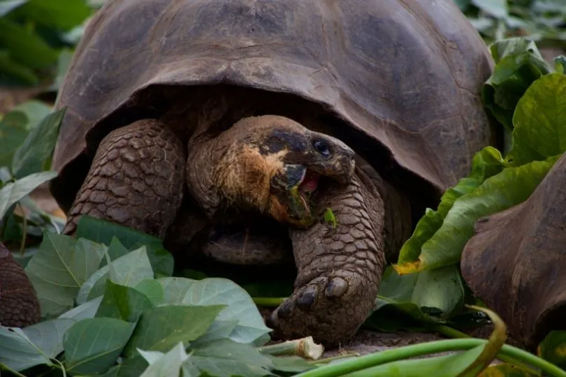 Highlight der Galapagosinseln: riesige Schildkröten