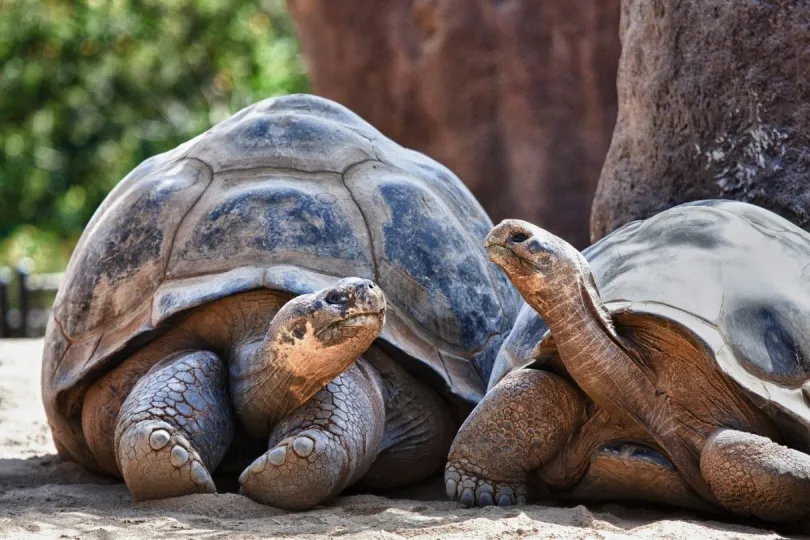 Begegnung mit Galapagos Schildkröten: Höhepunkt der Rundreise Ecuador & Galapagos