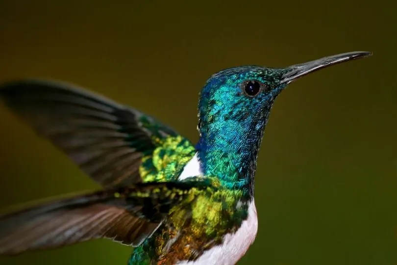 Spannend für Kinder: Kolibri im Regenwald in Ecuador
