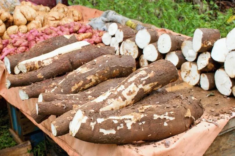 Mehr über natürliche Zutaten wie Maniok lernen in Ecuador