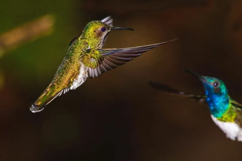 Kolibris in Mindo, Ecuador
