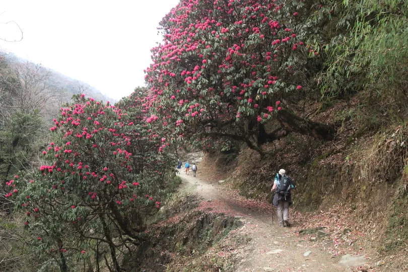 Eine Wanderin geht unter Rhododendron Bäumen entlang in Nepal