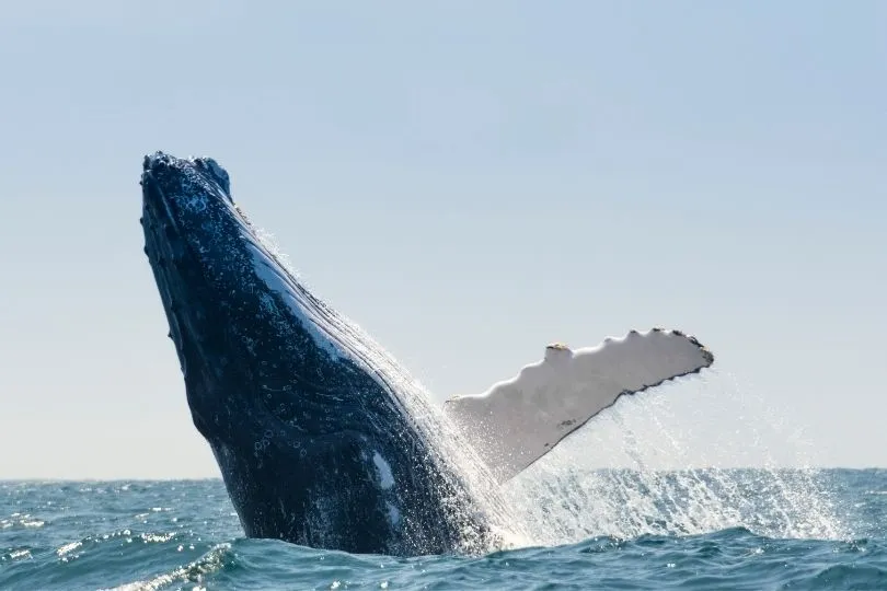 Highlight in Ecuador: Wale beobachten