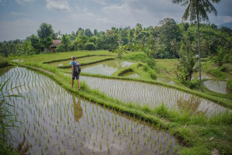 Eine Reisende auf einem Reisfeld in Indonesien