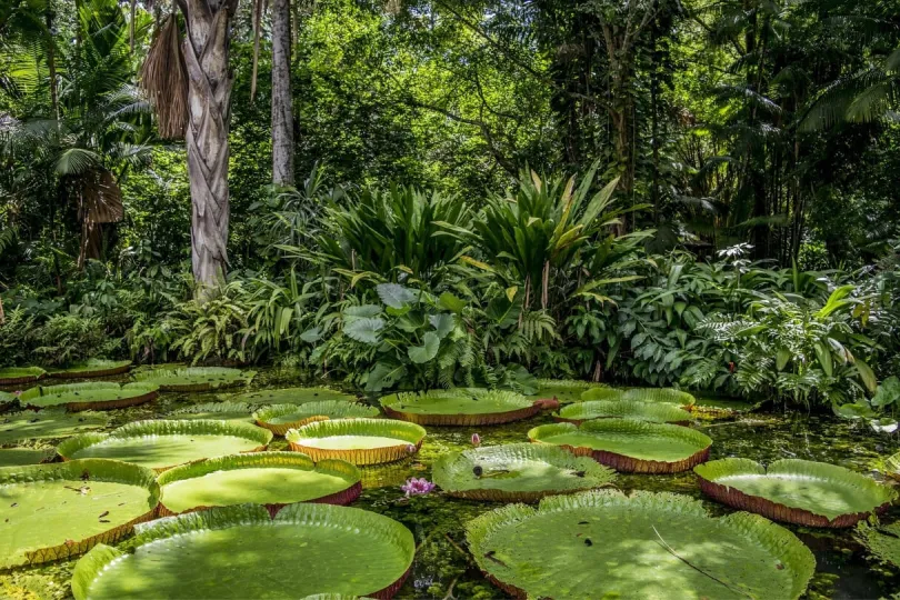 Brasilianischer Amazonas