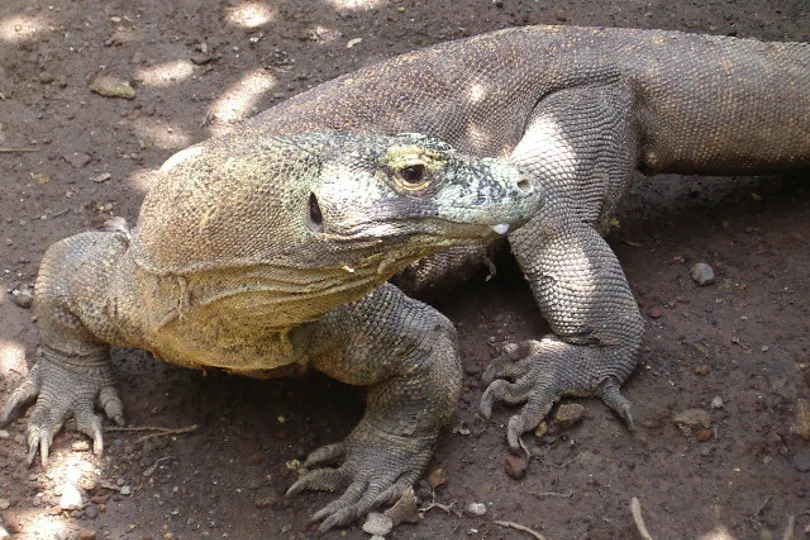 Komodowaran Indonesien