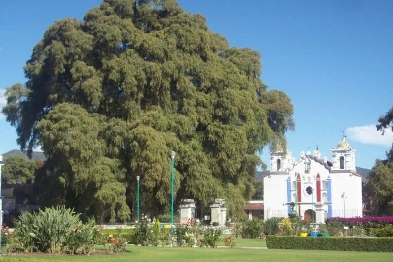 Der größte Baum der Welt in der Nähe von Oaxaca, Mexiko