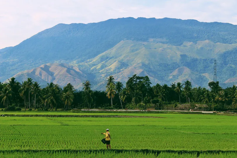Auf der Indonesien Highlight Reise an Reisfeldern vorbeikommen