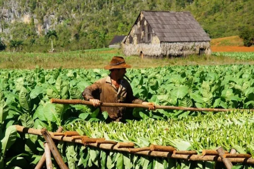 Die Slow Travel in Kuba Reise führt dich nach Viñales zu den Tabakbauern