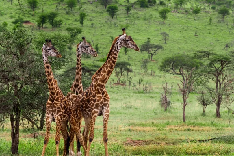 Eine Herde Giraffen im Nationalpark