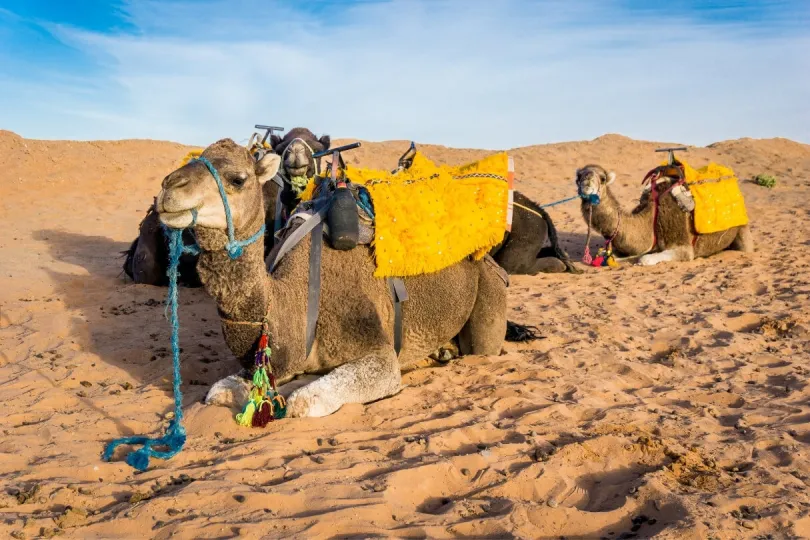 Marokko Reiseberichte: Ritt mit einem Kamel