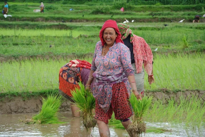 Eine Einheimische auf einem Reisfeld in Nepal