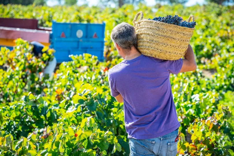 Ein Mann erntet Weintrauben in Spanien